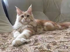 -70cat德文卷毛猫·缅因猫纯种猫舍