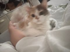 -瑞鹏宠物医院·普外科·影像科·皮肤科(城市山谷分院)