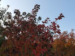 -北京西山国家森林公园