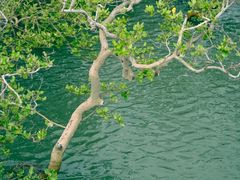 -北海金海湾红树林生态旅游区