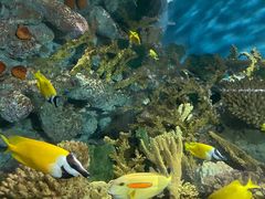 -上海海洋水族馆