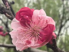 -太子山公园(园东路)