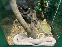 -广州长隆飞鸟乐园