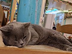 -猫小院猫主题咖啡厅(北锣店)