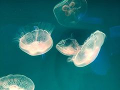 -芜湖新华联大白鲸海洋公园