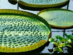 -国家植物园南园