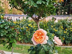 -人民公园(罗湖区)