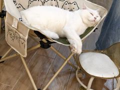 -李小姐の猫咖啡馆(五角场店)
