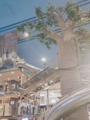 -卡通尼·Safari非洲探索乐园·生日会(金桥国际商业广场店)