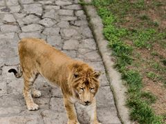 -西霞口神雕山野生动物世界