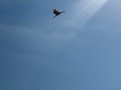 -盐城丹顶鹤湿地生态旅游区
