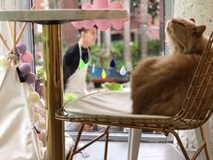 -有猫主题·治愈系猫咖(曾厝垵店)