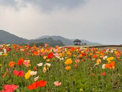 -径山花海