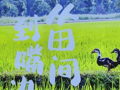 -杨厨的田园饭店(长城路店)