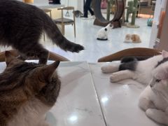 -喵园·猫主题咖啡厅·撸猫·猫咖(国贸店)