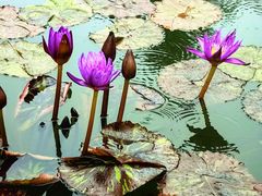 -国家植物园南园