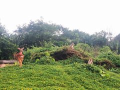 -海南热带野生动植物园