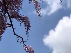 -嘉定紫藤园