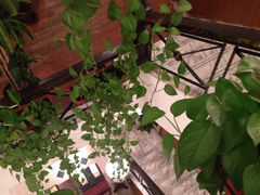 iphone_upload_pic-老洋房花园饭店(绍兴路店)