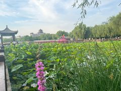 -莲花池公园