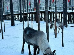 -北极村旅游风景区