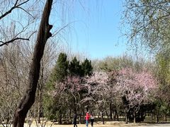 -将府公园