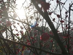 -香雪海