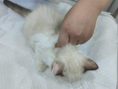 -佳雯宠物医院(金华南路分院)