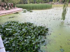 -莲湖公园