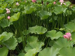 -苏州香山国际大酒店