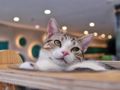 发财-飞行喵MR PILOT|猫舍·猫咖(静安大融城店)