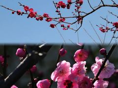 -贵州百里杜鹃风景名胜区