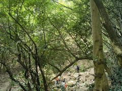 -火炉山森林公园