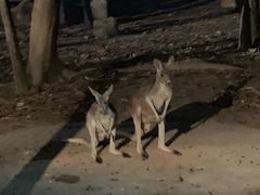 -清迈夜间动物园