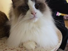 -喵小馆·猫咖狗咖猪咖·饮品店