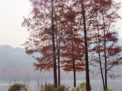 -重庆彩云湖湿地公园