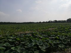 -西青郊野公园