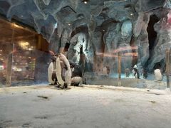 -帝企鹅自助餐厅•儿童岛•真企鹅(长隆企鹅酒店)