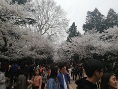 -武汉大学-樱园