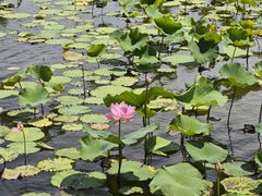 -荷塘月色湿地公园·向阳花洲