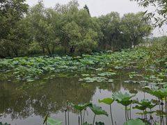 -长兴太湖图影湿地文化园