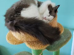 -猫在这儿猫咪咖啡馆·撸猫馆