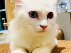 -飞行喵MR PILOT|猫舍·猫咖(静安大融城店)