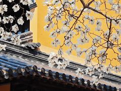 -灵谷景区