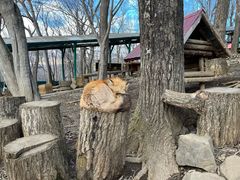 -宫城藏王狐狸村