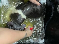 -猫宠乐园·专业洗护
