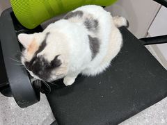 -四月宠物医院·猫专科·心脏专科·内科(转塘店)
