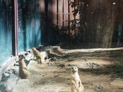 -清迈夜间动物园
