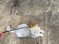 -喵屿·大理花园猫咖