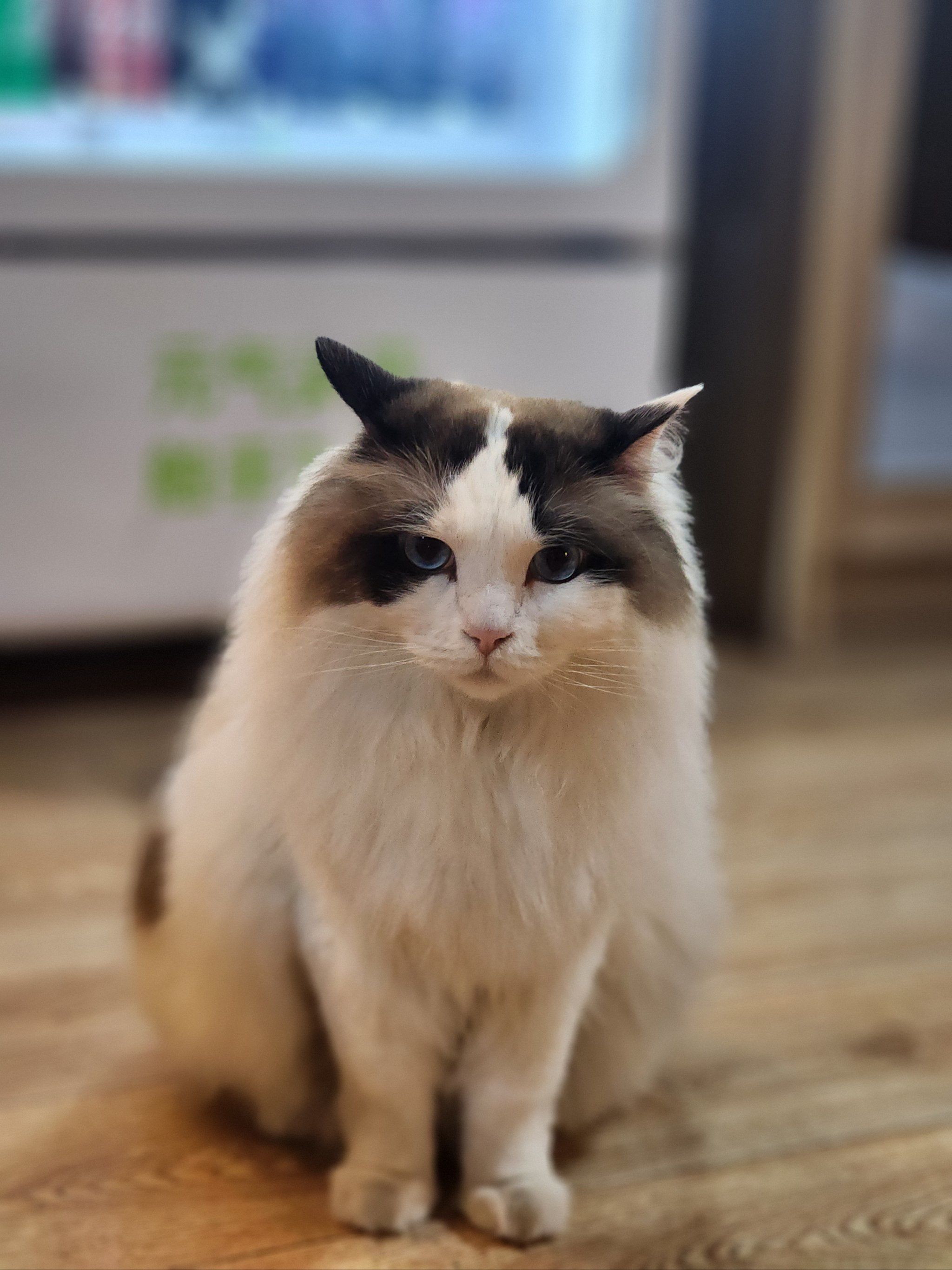 9.9r玩到了白兔子密室!